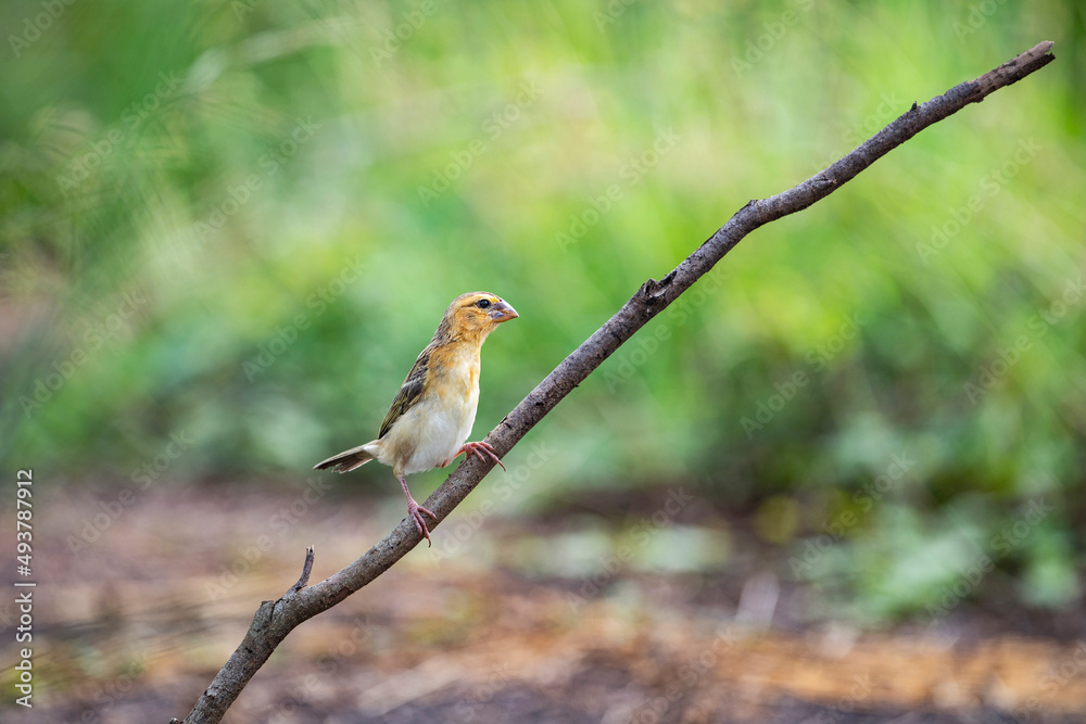 Fototapeta premium Asian golden weaver