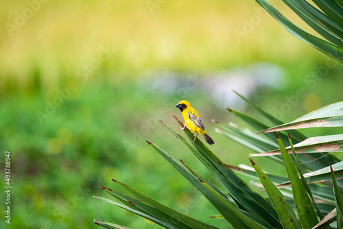 Asian golden weaver