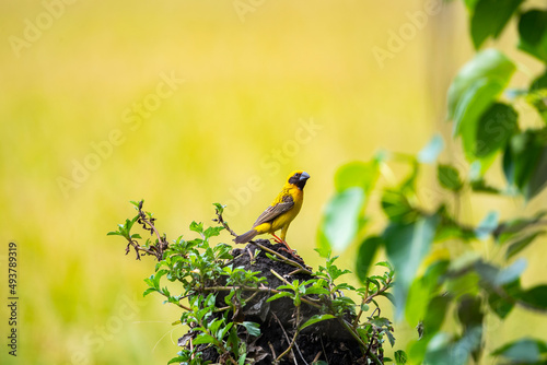 Asian golden weaver photo