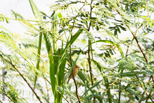 Asian golden weaver