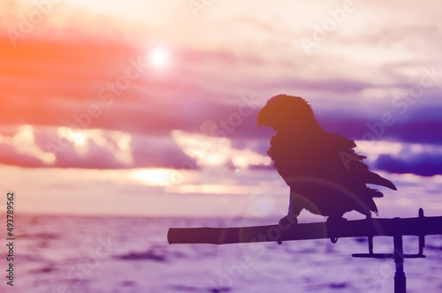 Fotografie Silhouette of parrot (animal) on sunset background