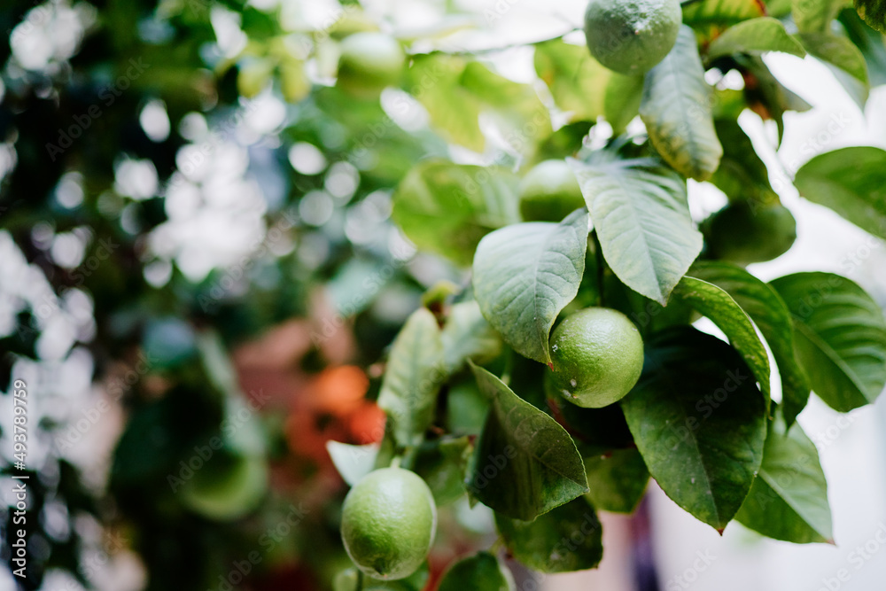 Branch with lemon fruits outdoors.