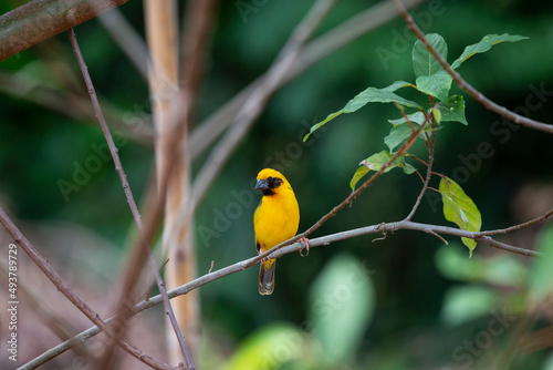 Asian golden weaver © pichaitun