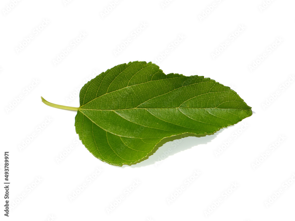 Fototapeta premium Close up mulberry leaf on white background.
