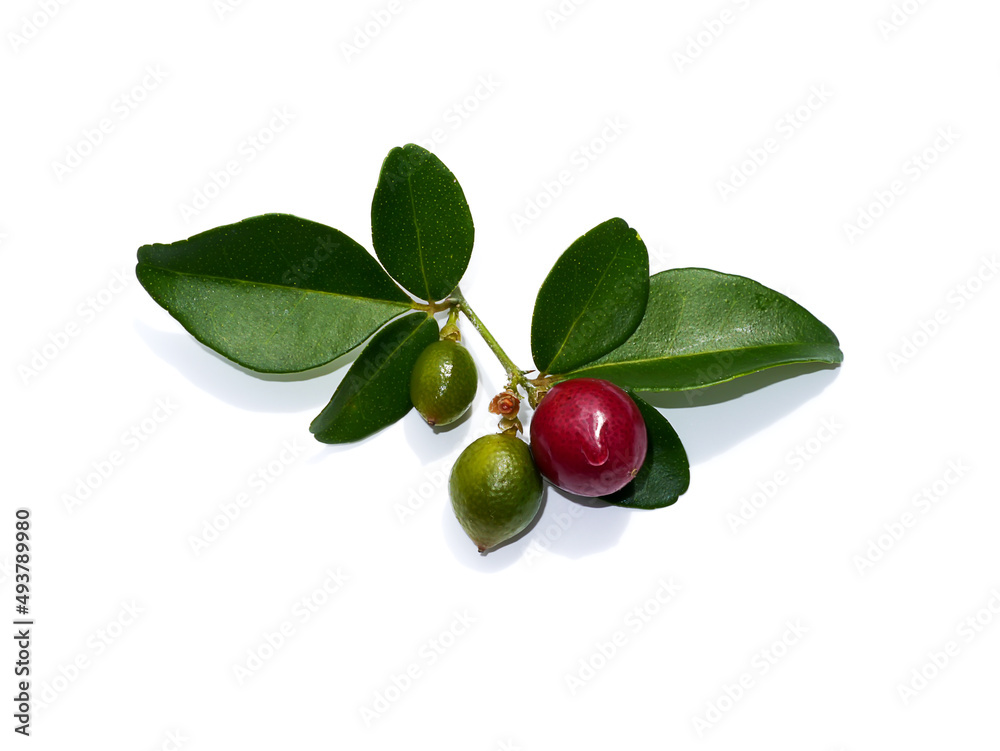 Close up Myrtle lime, Limeberry fruit with leaves on white background. Close up Myrtle lime, Limeberry fruit with leaves on white background.