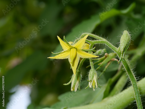 Close up tomato flower with blur background.