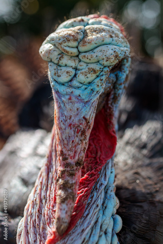 A close up of male trukey head with a red gobbler in Ontario, Canada