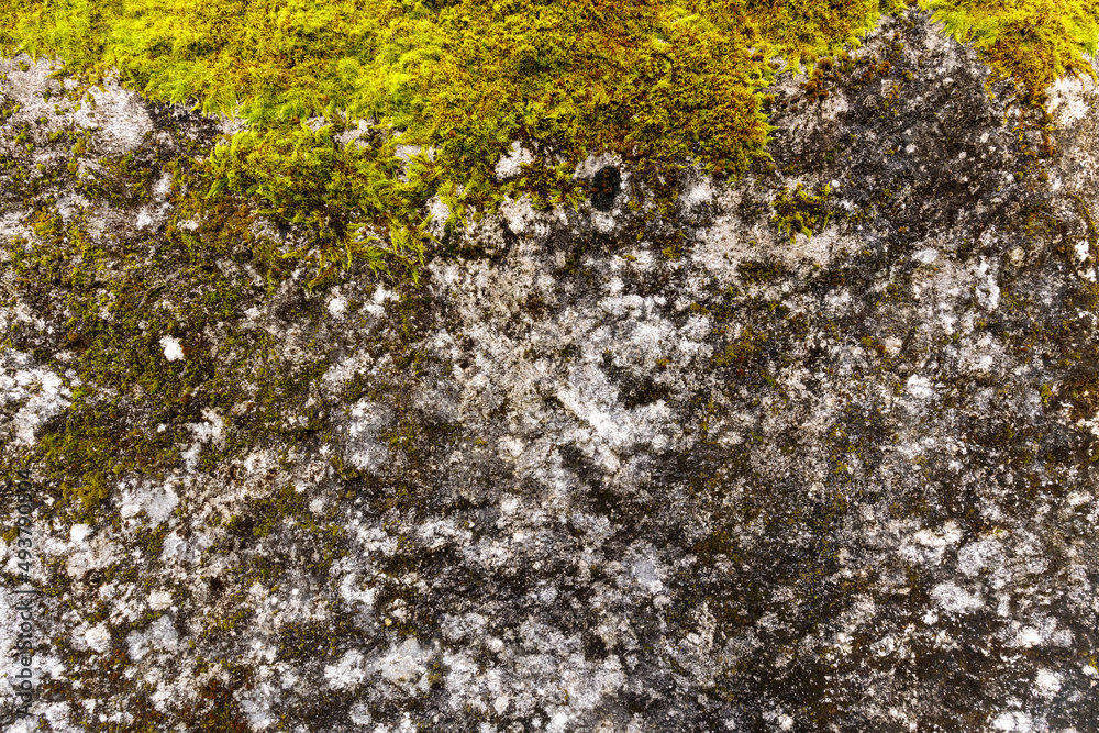 Obraz premium moss covered stone wall texture