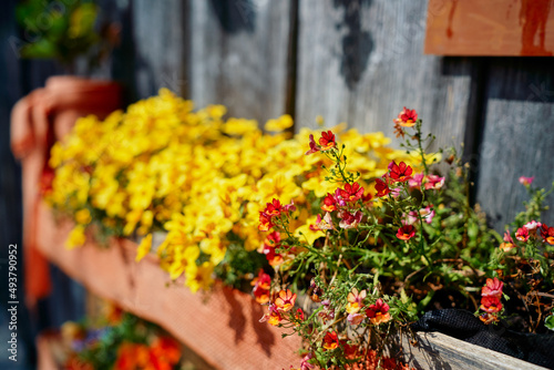 Pots with flowers on the wooden shelf on wooden wall.