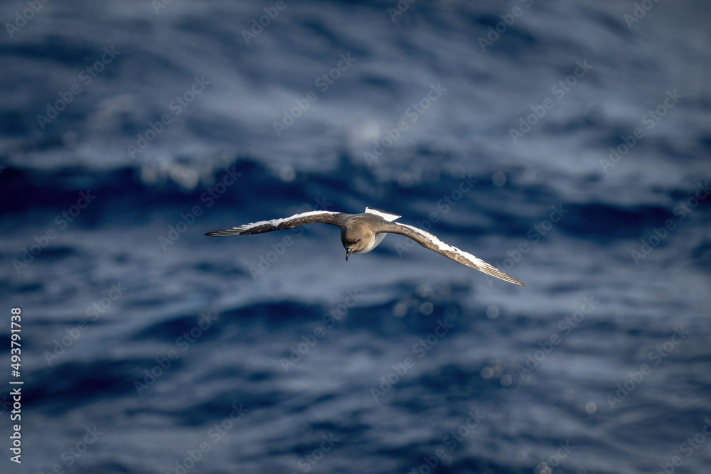 Antarctic petrel crosses blue sea looking down Antarctic petrel crosses blue sea looking down