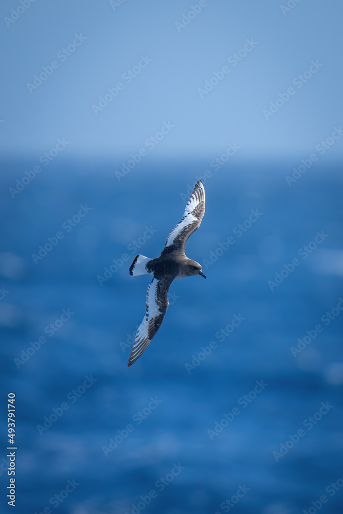Antarctic petrel crosses blue sea in sunshine Antarctic petrel crosses blue sea in sunshine
