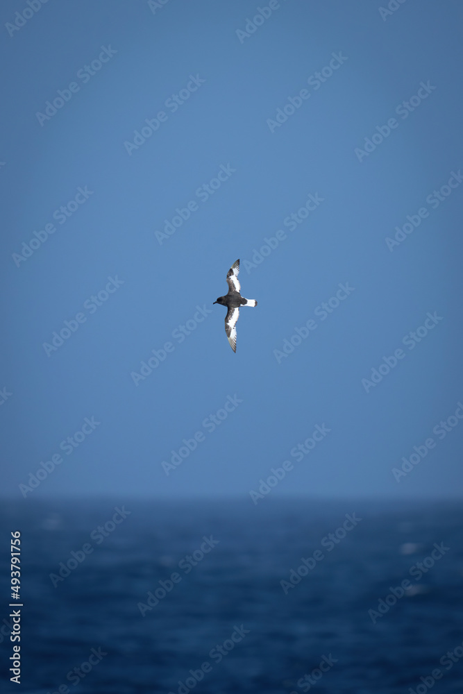 Antarctic petrel crosses sea with vertical wings