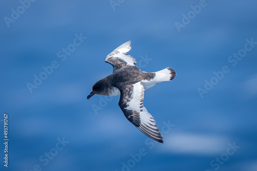 Antarctic petrel dives towards sea looking down photo