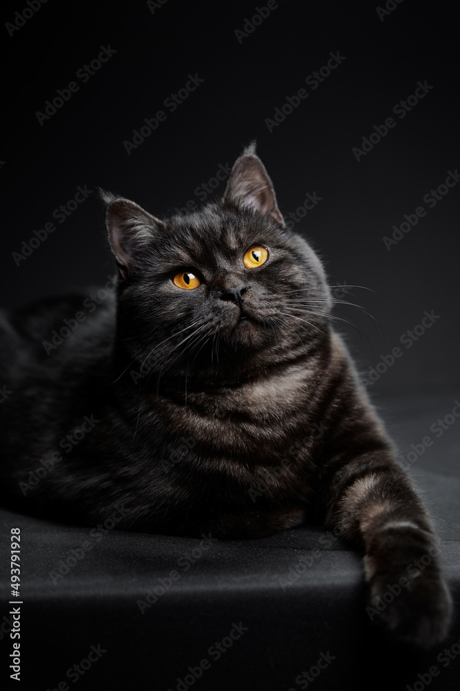 Adorable scottish black tabby cat on black background.