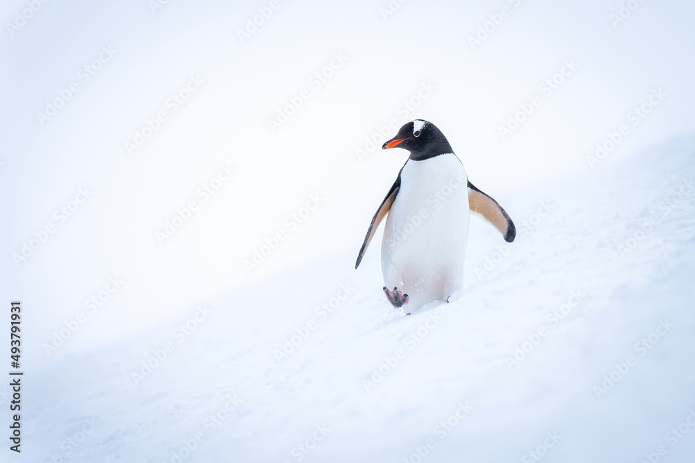 Fototapeta premium Gentoo penguin crosses snowy slope turning head
