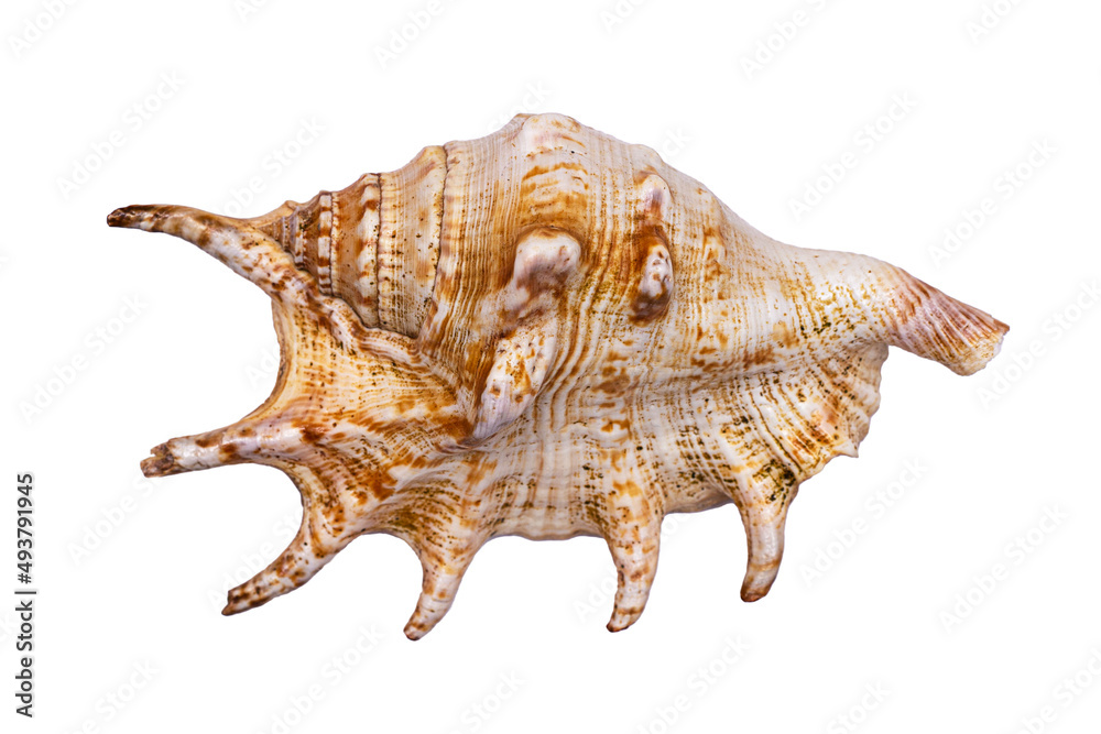 Textured shell with sharp edges, isolated on a white background. Textured shell with sharp edges, isolated on a white background.