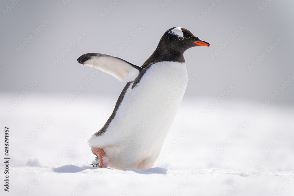 Fototapeta premium Gentoo penguin waddles across snow facing right