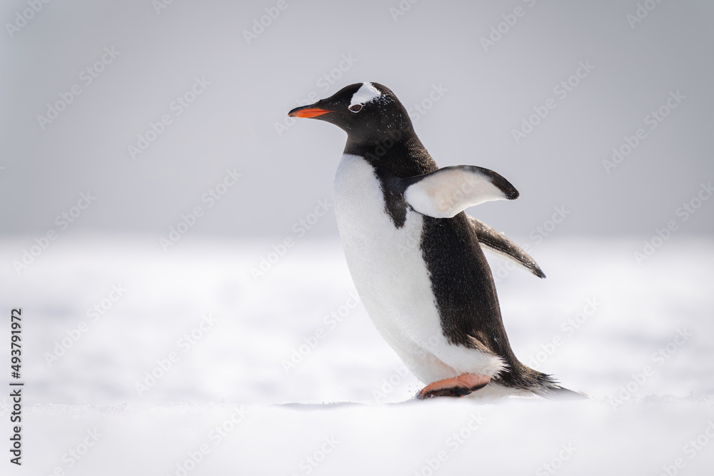 Fototapeta premium Gentoo penguin walks across snow facing left
