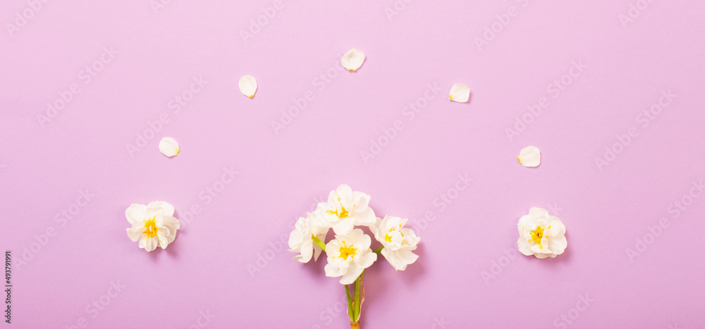 white narcissus on pink background