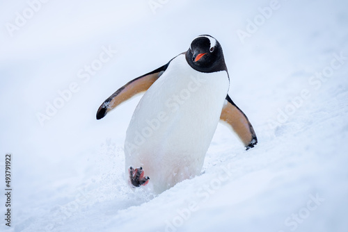 Gentoo penguin crosses snowy slope towards camera
