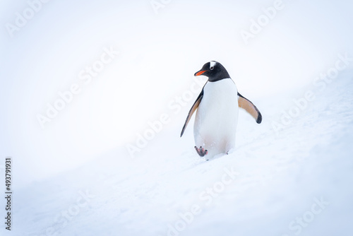Gentoo penguin crosses snowy slope turning head