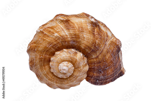 Spiral seashell isolated on a white background.