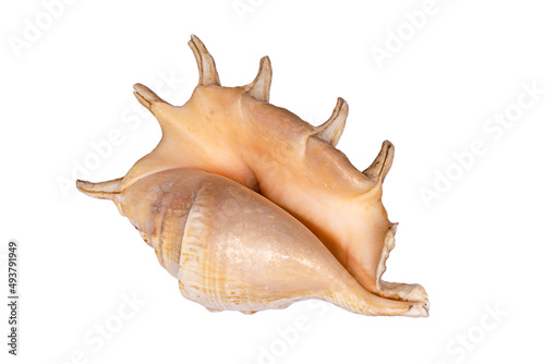 A beautiful seashell isolated on a white background.