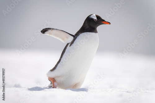 Gentoo penguin waddles across snow facing right