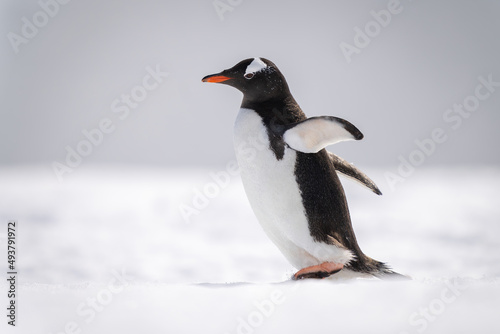 Gentoo penguin walks across snow facing left