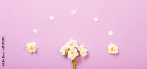 white narcissus on pink background
