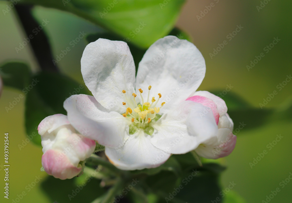 Fototapeta premium Close-up of a white apple flower petals, stamens and pistils with selective focus