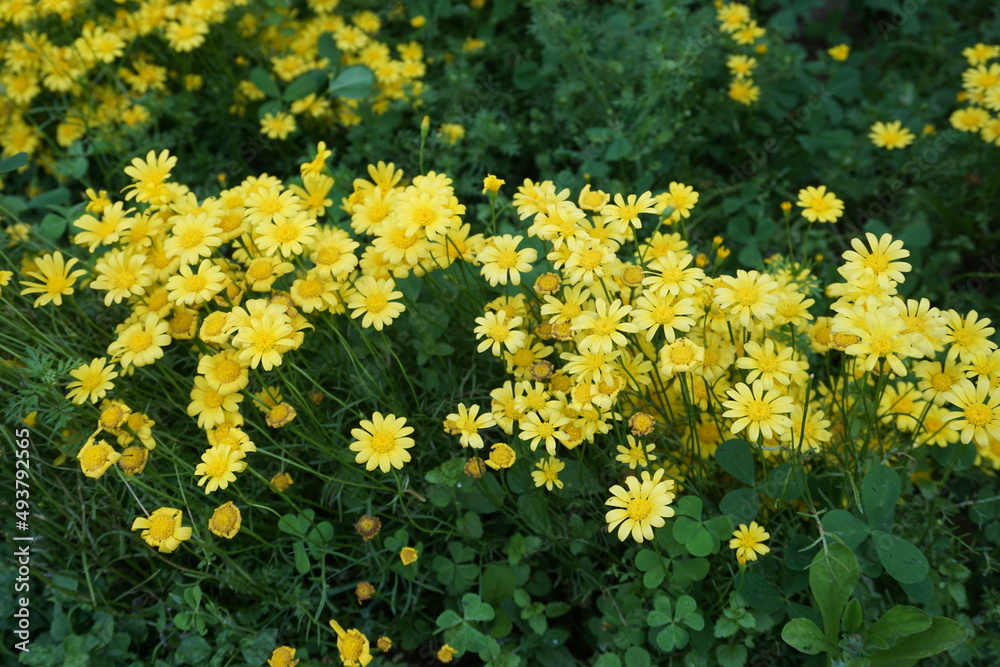 Paris daisy, marguerite or marguerite daisy (Argyranthemum) yellow flowers in the park Paris daisy, marguerite or marguerite daisy (Argyranthemum) yellow flowers in the park