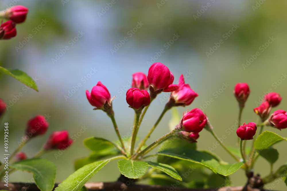 Flower banner with copy space for text. 
Close-up of sakura buds with selective focus on blurred background
