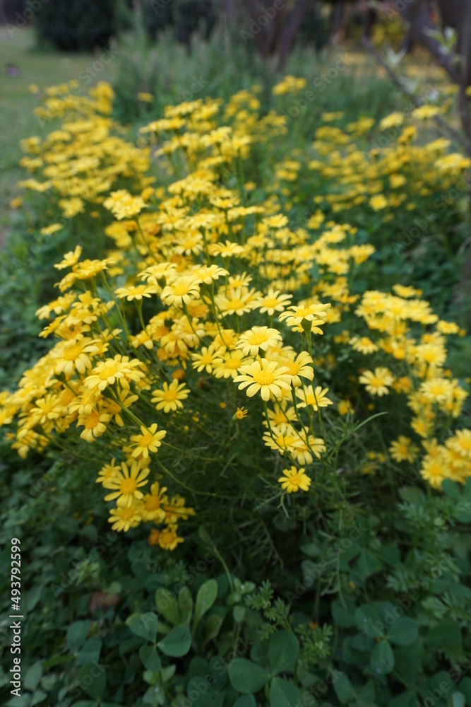 Obraz premium Paris daisy, marguerite or marguerite daisy (Argyranthemum) yellow flowers in the park