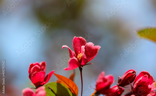 Flower banner with copy space for text. 
Close-up of fruit tree blossom with selective focus on blurred background