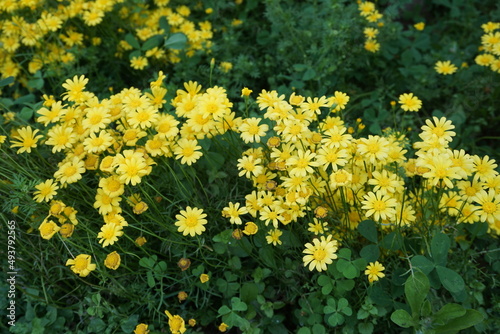 Paris daisy, marguerite or marguerite daisy (Argyranthemum) yellow flowers in the park