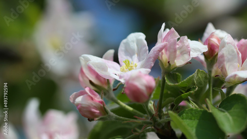 A branch of white apple blossoms with selective focus on a blurry background. Wide format with copy space for text 