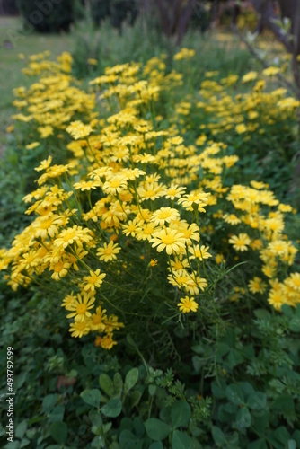 Paris daisy, marguerite or marguerite daisy (Argyranthemum) yellow flowers in the park