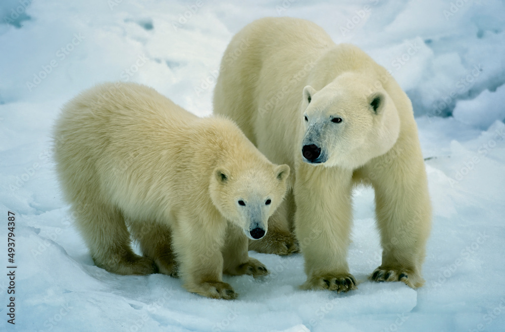 Polar bear with her cub on snow in Canadian Arctic Polar bear with her cub on snow in Canadian Arctic