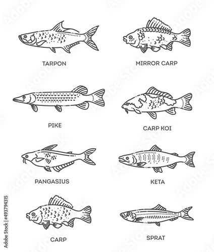Set of vector outline fish icons. Vector flat collection