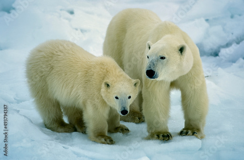 Polar bear with her cub on snow in Canadian Arctic