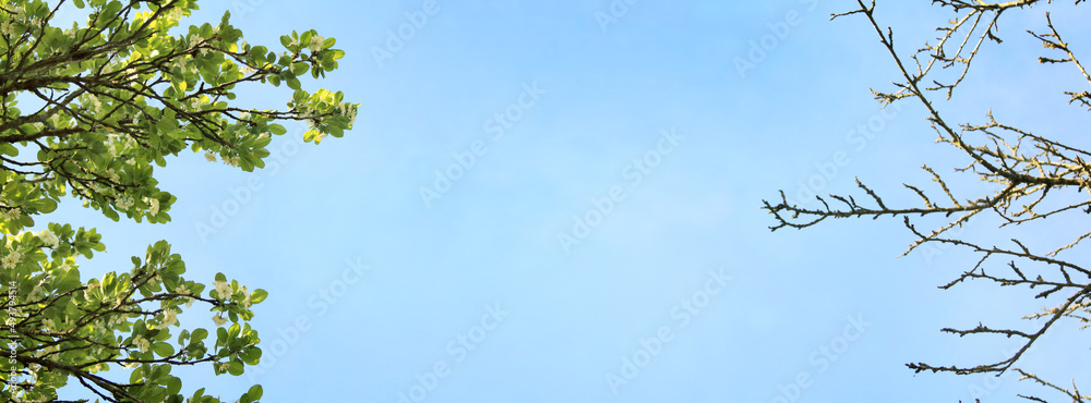 branches of a flowering tree on the left and dried up on the right, in an orchard against a blue sky. spring has not come for everyone branches of a flowering tree on the left and dried up on the right, in an orchard against a blue sky. spring has not come for everyone