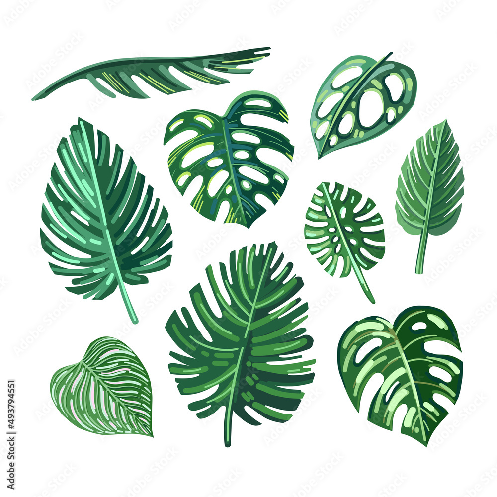 Vector palm leaves isolated on white. Realistic vector tropical green leaves. 