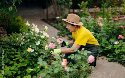 Senior woman gardener in a hat working in her yard with work tools. The concept of gardening, growing and caring for flowers and plants. © bondvit