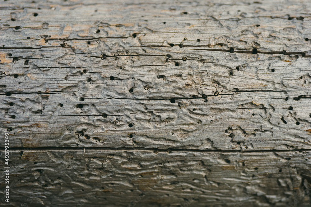 Fragment of a tree damaged by insects causing destruction. The negative impact of beetles on plants. Dry log. Abstract background. Close-up. Fragment of a tree damaged by insects causing destruction. The negative impact of beetles on plants. Dry log. Abstract background. Close-up.