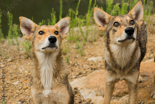 Two young dogs are together outdoors. Family, a group of dogs of the same breed on a walk in the forest. 