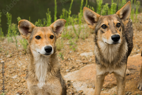Two young dogs are together outdoors. Family, a group of dogs of the same breed on a walk in the forest. 
