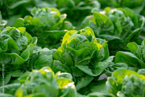 Photo Fresh Butterhead lettuce leaves, Salads vegetable hydroponics farm