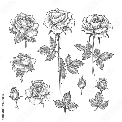 Engrave sketch roses