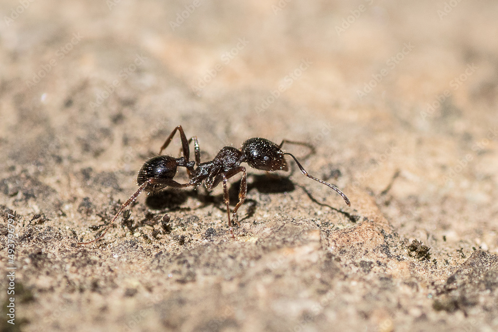 les fourmis